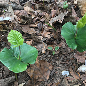 holzconzert-bilderleiste-06