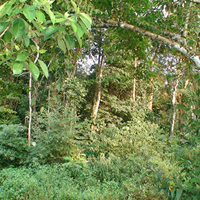 holzconzert-bilderleiste-08